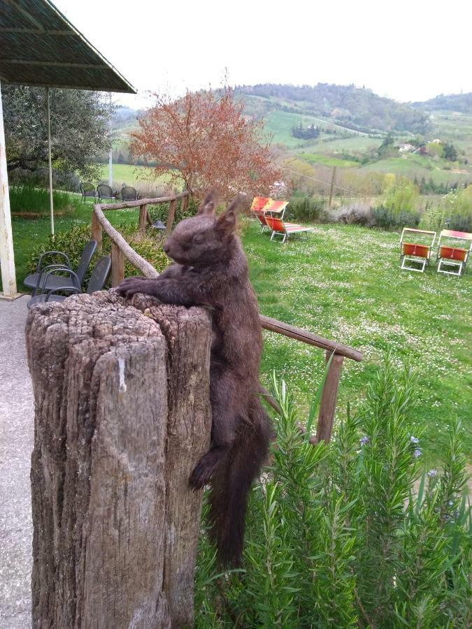 Le Spighe Agriturismo Cesena Kültér fotó